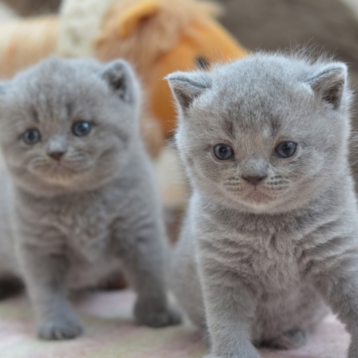 british shorthair kittens 