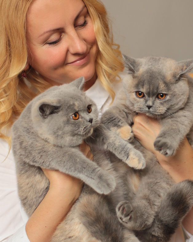 british shorthair kittens 